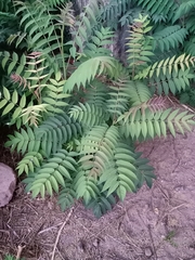 Ailanthus altissima