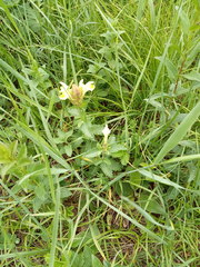 Scutellaria caucasica
