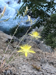 Mentzelia laevicaulis