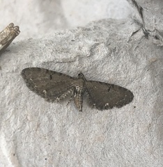Eupithecia assimilata