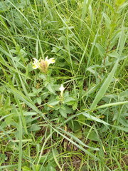 Scutellaria caucasica