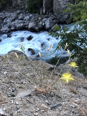 Mentzelia laevicaulis