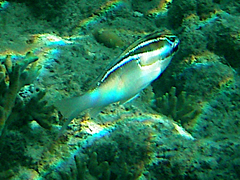 Scolopsis trilineata