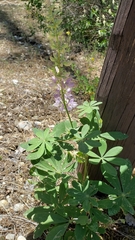 Lupinus burkei