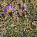 Dieteria canescens - Photo (c) Jim Morefield, algunos derechos reservados (CC BY)