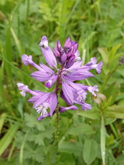 Polygala major
