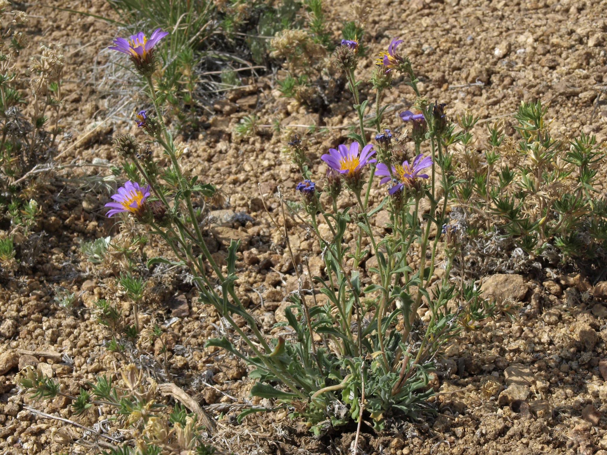 Dieteria canescens var. canescens