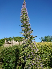 Echium pininana