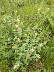 Scutellaria caucasica