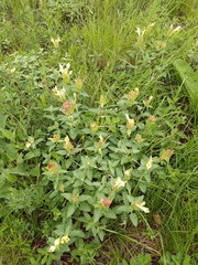 Scutellaria caucasica