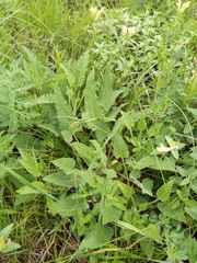 Campanula sibirica