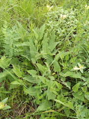 Campanula sibirica