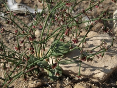 Eriogonum cernuum