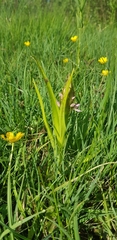 Dactylorhiza incarnata