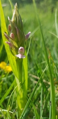 Dactylorhiza incarnata