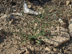 Eriogonum cernuum