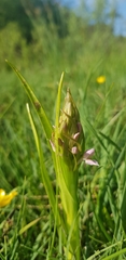 Dactylorhiza incarnata