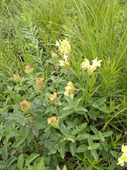 Scutellaria caucasica