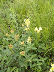 Scutellaria caucasica