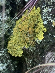 Xanthoria parietina