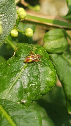 spotted plant bug, 6708 BR Wageningen, Netherlands, photo 8 of 10