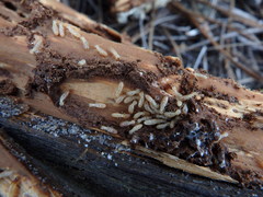 Reticulitermes grassei