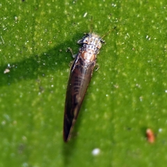 Anoeconeossa