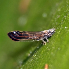 Anoeconeossa