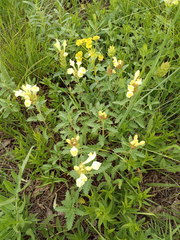 Scutellaria caucasica