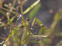 Oldenlandia herbacea