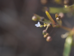 Oldenlandia herbacea