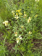 Scutellaria caucasica