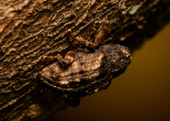 Cryptorhynchus fuscatus