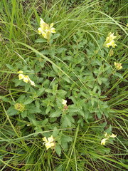 Scutellaria caucasica