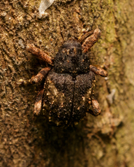 Cryptorhynchus fuscatus