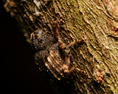 Cryptorhynchus fuscatus