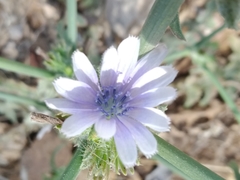 Cichorium endivia