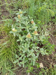 Scutellaria caucasica