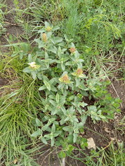 Scutellaria caucasica