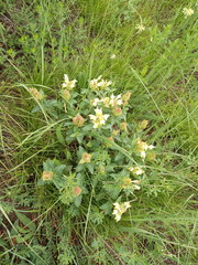 Scutellaria caucasica