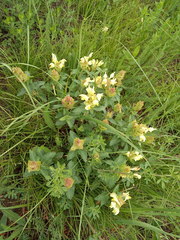 Scutellaria caucasica