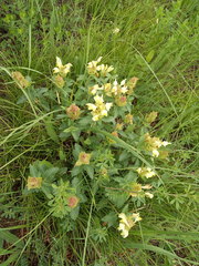 Scutellaria caucasica