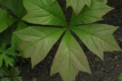 Rodgersia podophylla
