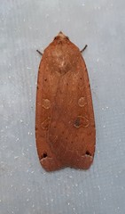 Noctua pronuba