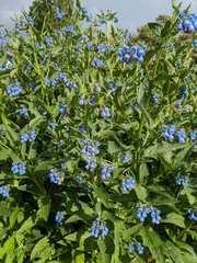 Symphytum caucasicum