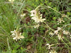 Silene saxatilis