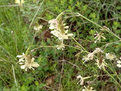 Silene saxatilis