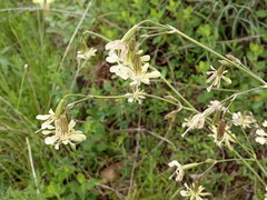 Silene saxatilis