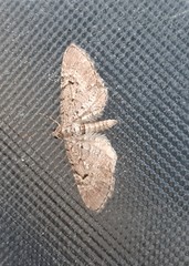 Eupithecia intricata