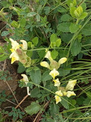 Scutellaria caucasica
